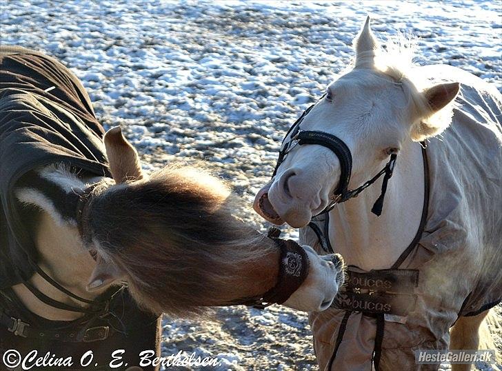 Palomino Atreju *Stjernen* billede 14