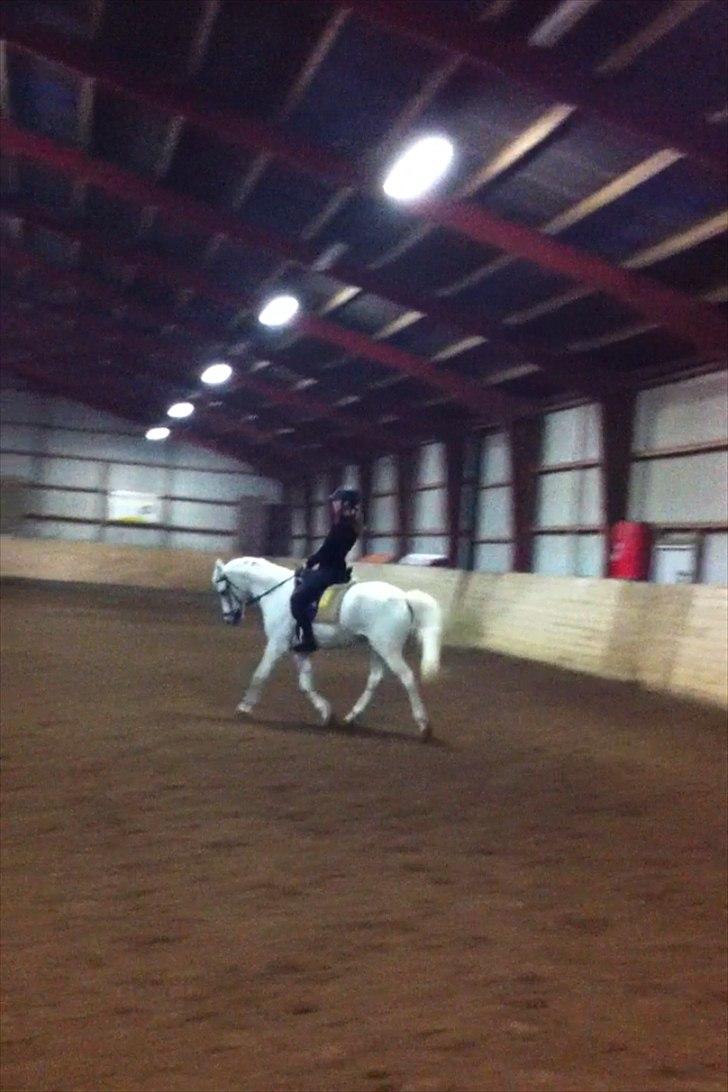 Welsh Pony (sec B) Bohemo Greco - Lille billede for træning..
Du bliver ikke ældre og ældre i mine øjne..
-Du bliver yngre og yngre..♥ billede 8