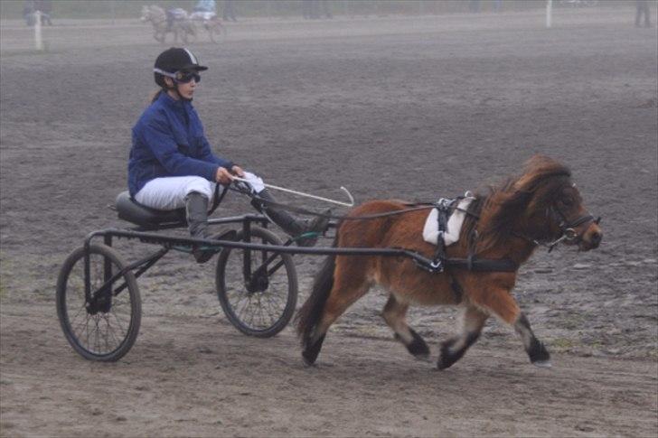 Miniature Bølle Bob ''Bølle'' *Låner* - Bølle i Jydsk Grand Prix løb :) (Vandt 2 løb :D)<3 billede 9