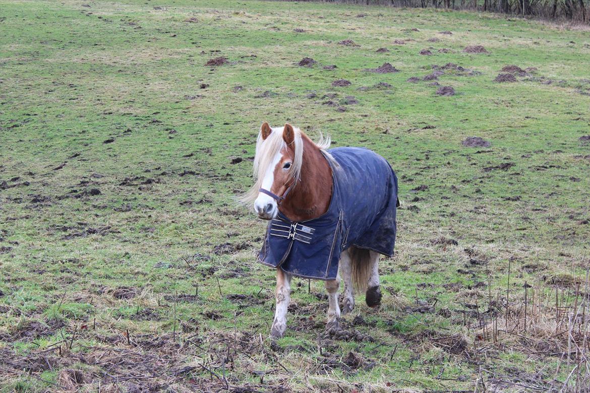 Tyroler Haflinger | Arkibal RIP - 8 Januar 2012: Arkibal på fold. billede 17