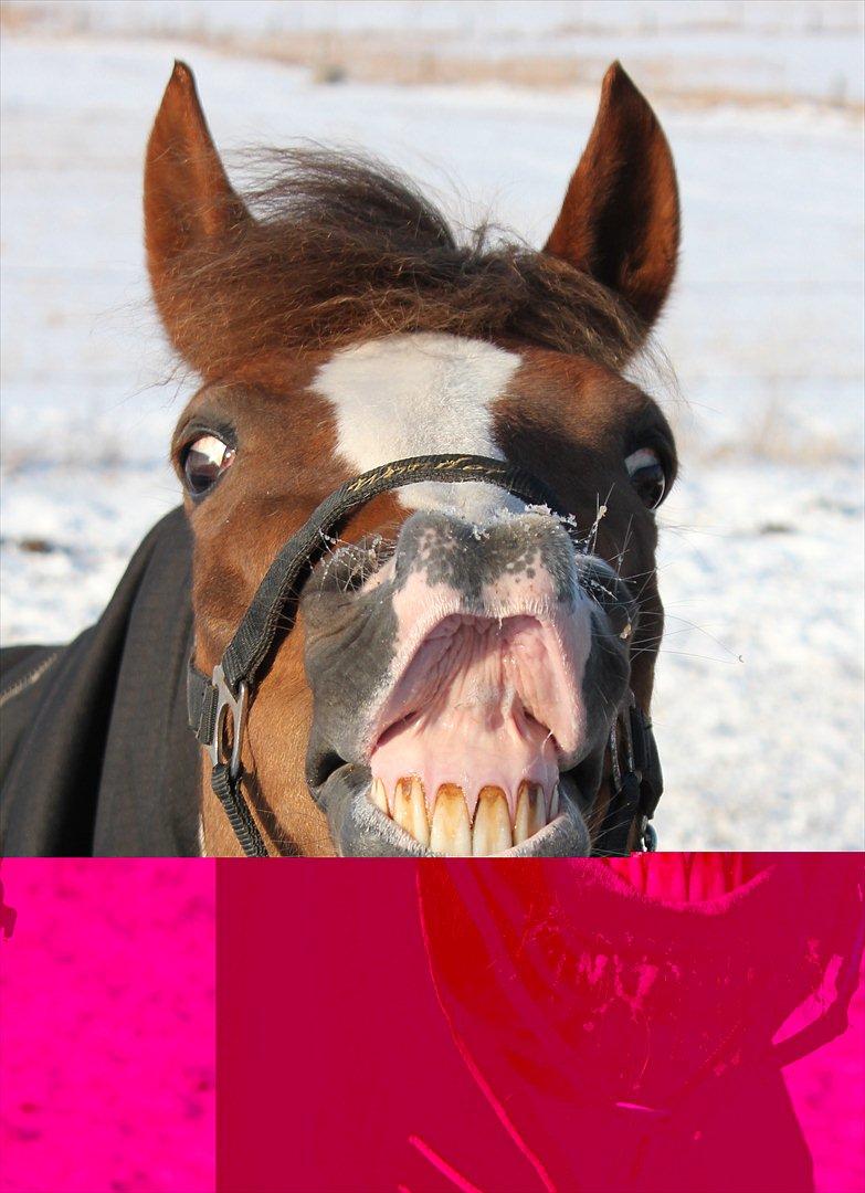 New Forest Wonder  billede 19