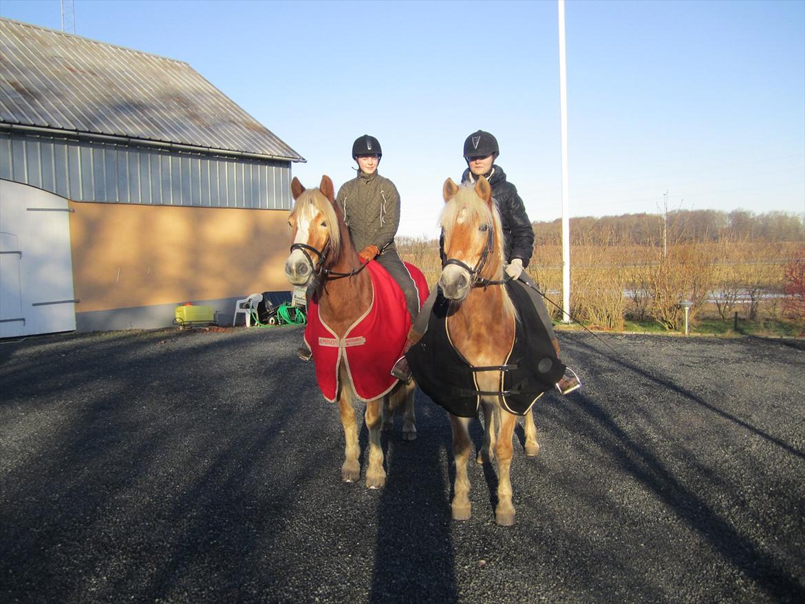 Tyroler Haflinger | Arkibal RIP - 15 Januar 2012: Super hyggelig haflingertur. billede 18