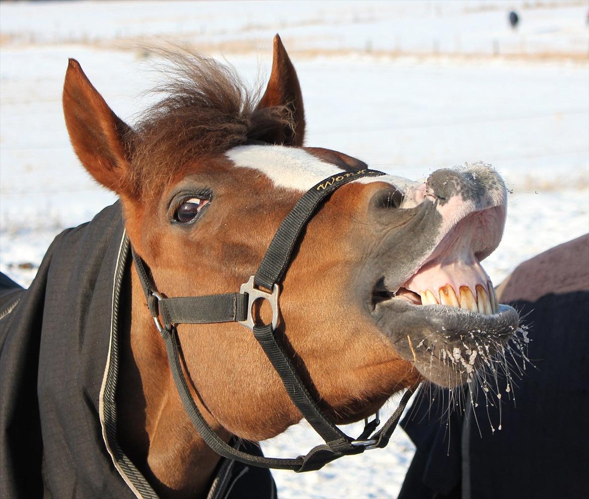 New Forest Wonder  billede 20