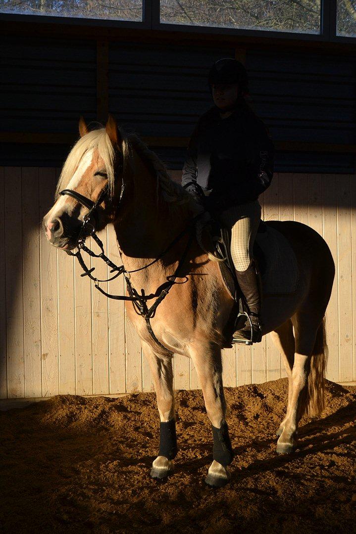 Haflinger Nyegaards Nascha billede 18