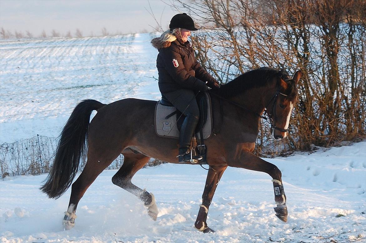 Dansk Varmblod Amour´s Don Cacier billede 39