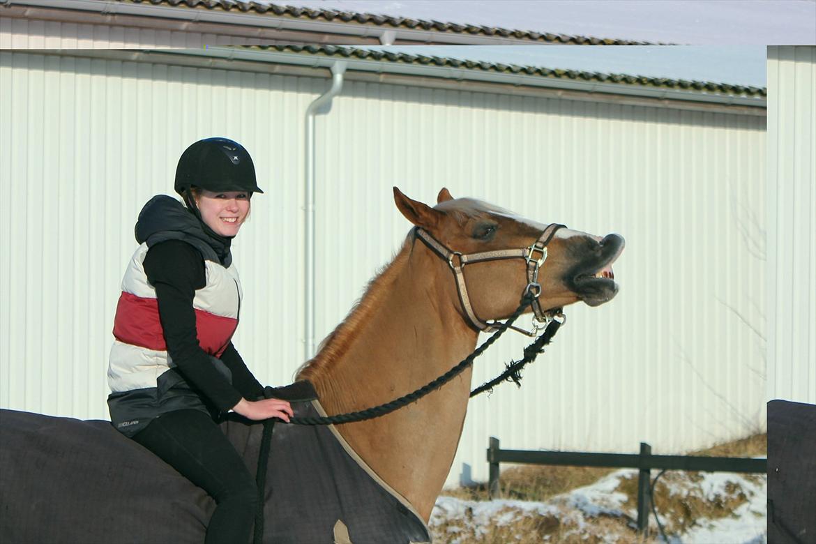 Welsh Cob (sec D) Mondetgårds Lady Duchess, sendt hjem :´( billede 2