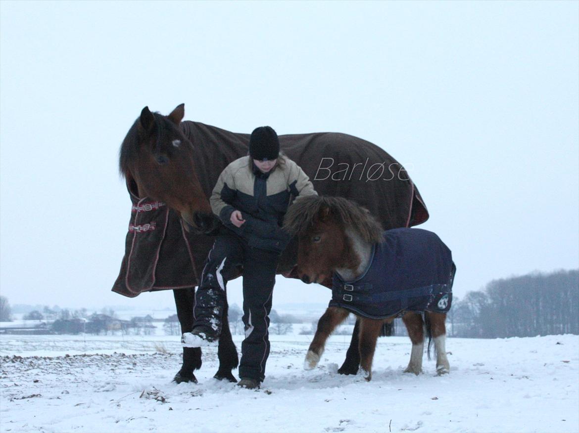 Shetlænder Archie - Januar 2012

*Foto: Barløse* billede 10