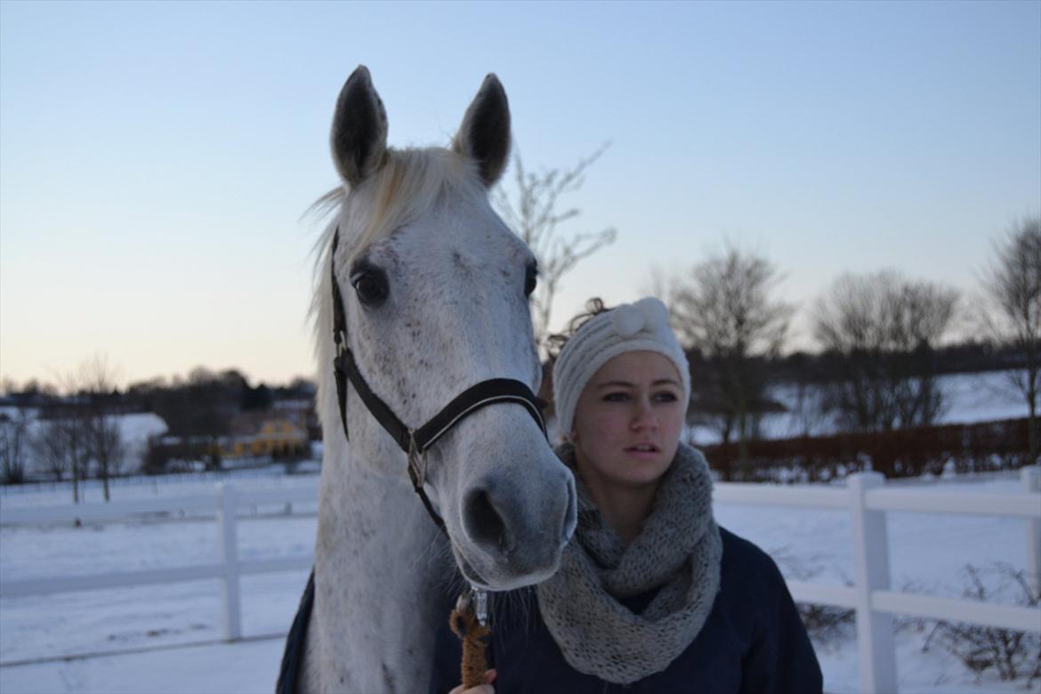 Hollandsk Sportspony Guido - Sne d. 3 feb. billede 8