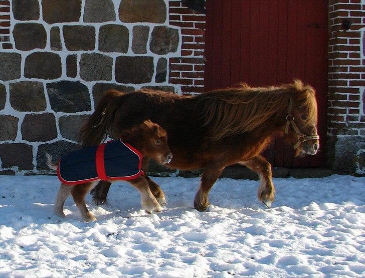 Shetlænder Cirkeline AKA. Ole Olsen - Taget af S C billede 6