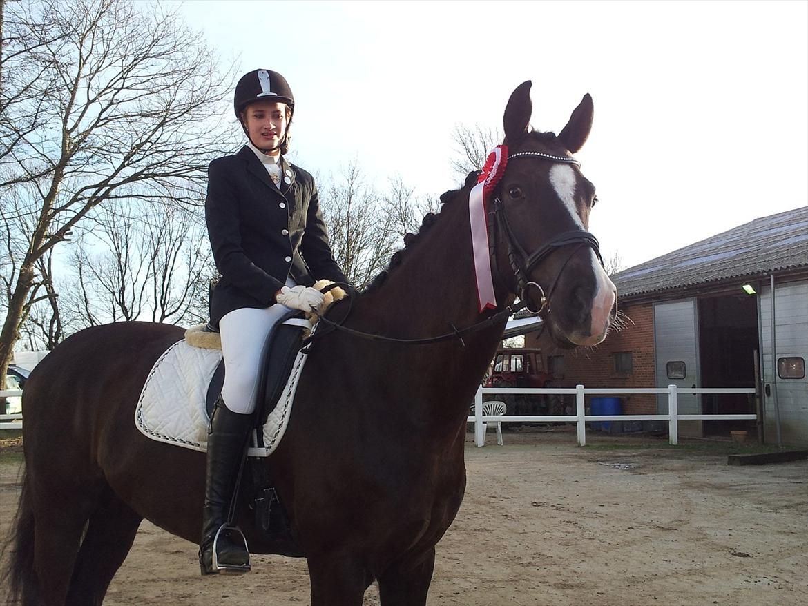 Dansk Varmblod Daner Canto - Stævne i Egtved billede 8