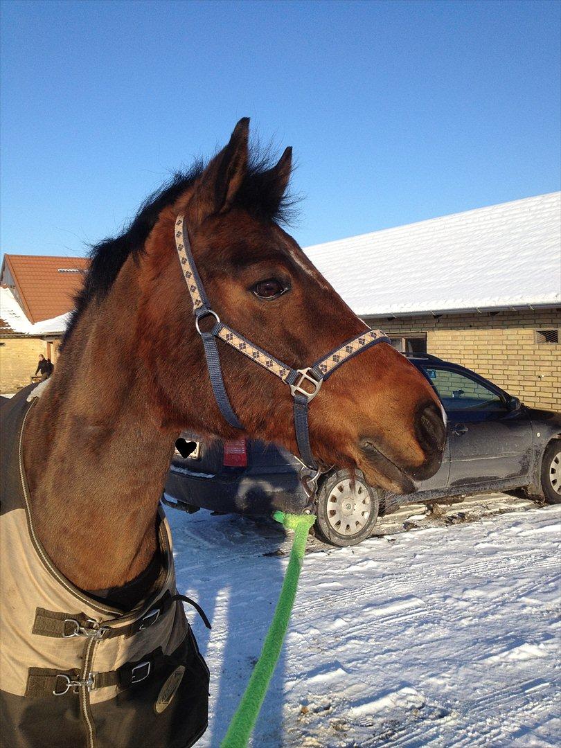 Anden særlig race Kojack | pony <3 | - Ingen dig, ingen mig  ♥

Vinteren 2012.

Foto: IKJ © billede 13