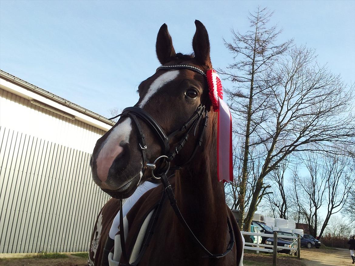 Dansk Varmblod Daner Canto - Stævne  Egtved billede 9