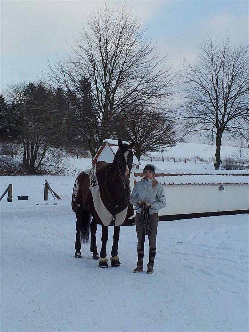 Dansk Varmblod Daner Canto - Hyggetur i snevejret billede 11