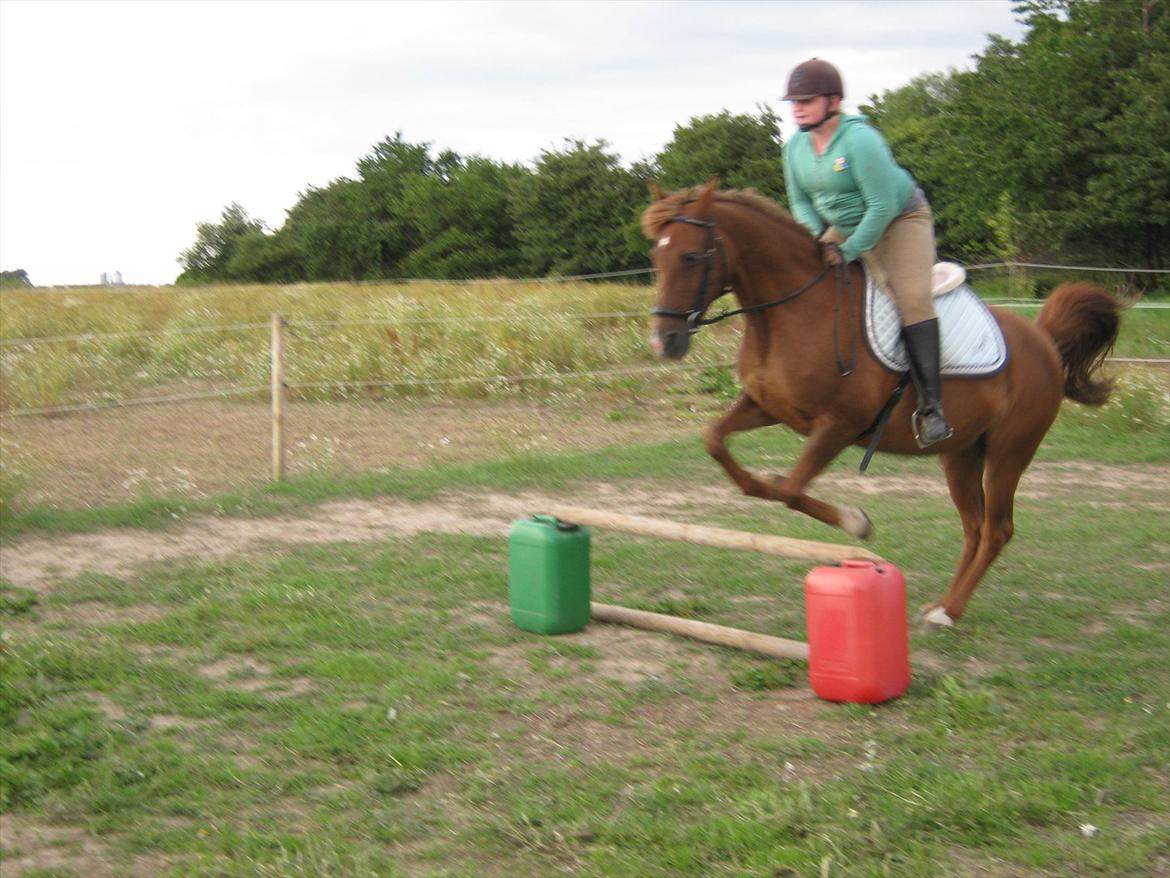 Anden særlig race Zephyr  - Springer 50 cm. Undskyld det er så sløret. Sommer 2011. billede 9