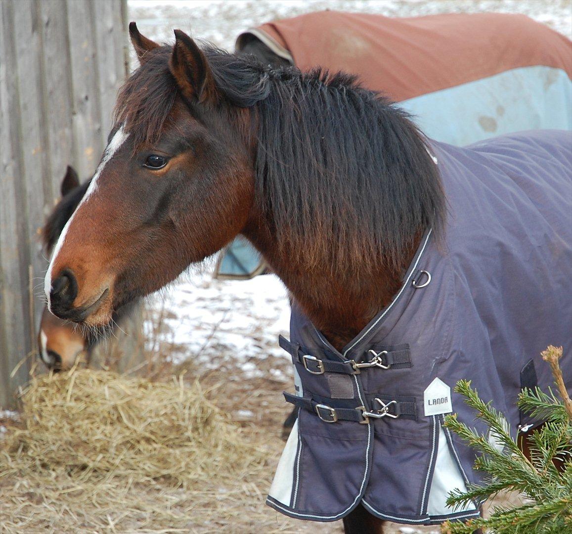 Anden særlig race Lykkebo's Athena - Athena 2 år gammel billede 10