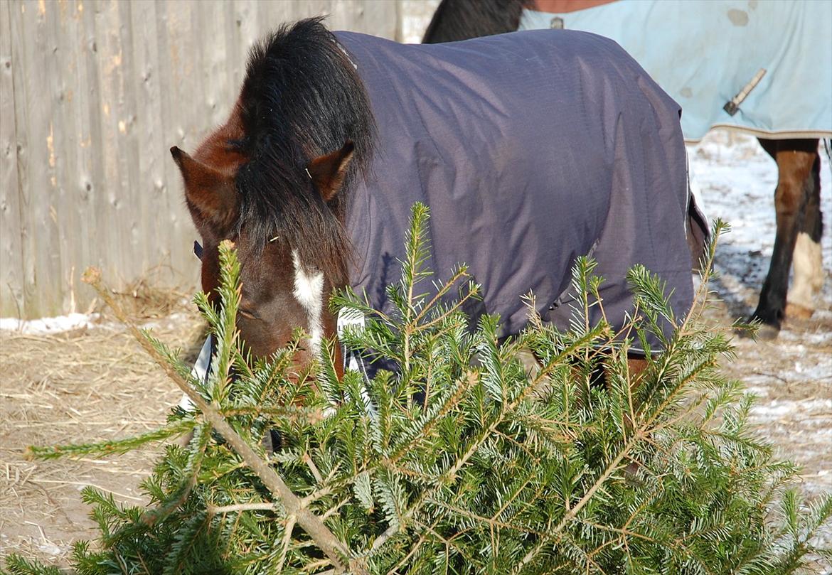 Anden særlig race Lykkebo's Athena - Athena 2 år gammel billede 11