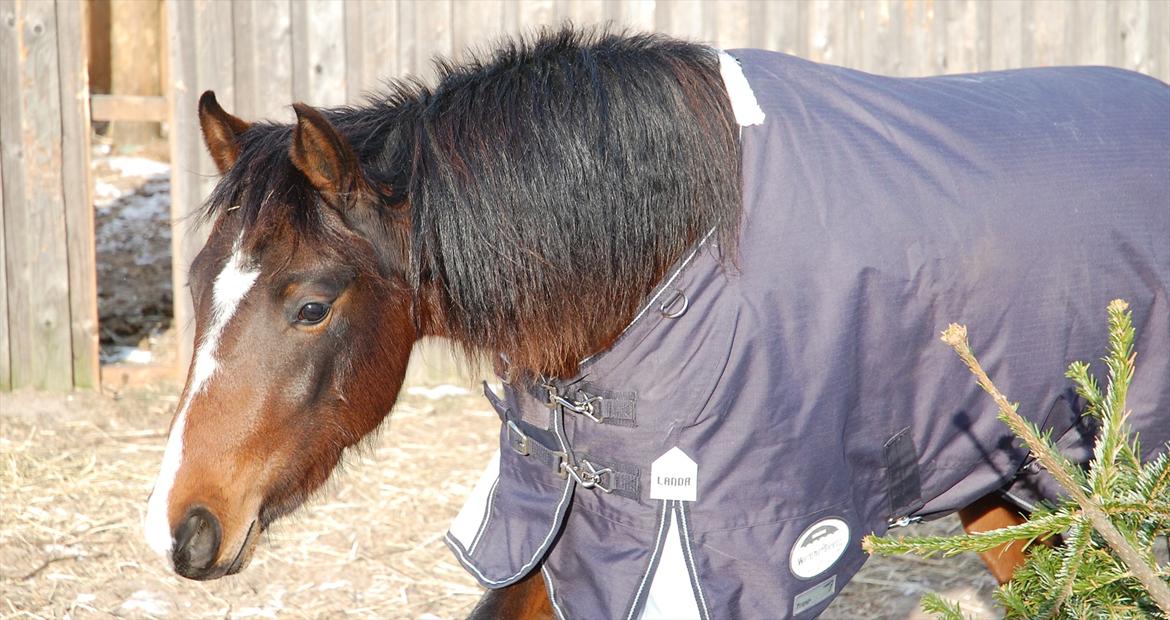 Anden særlig race Lykkebo's Athena - Athena 2 år gammel billede 12