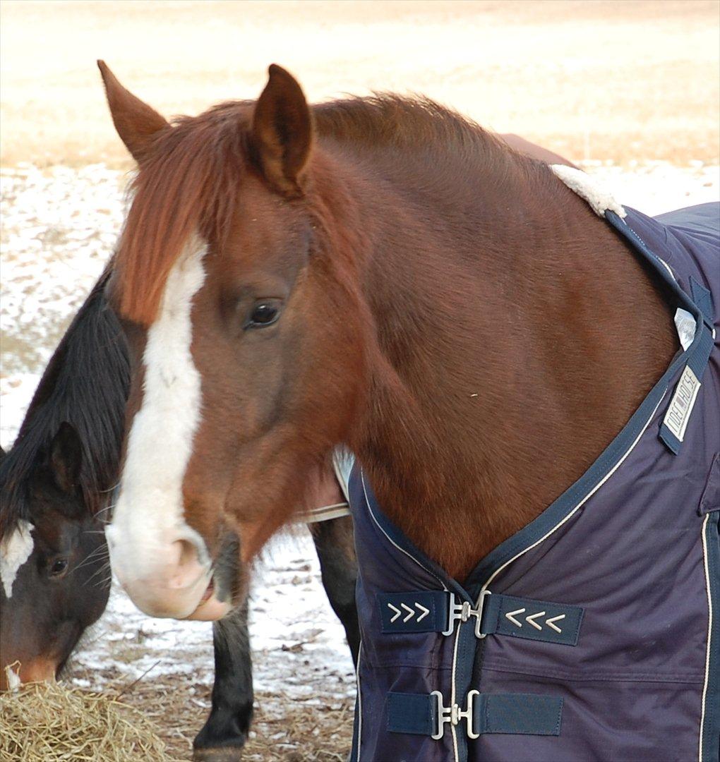 Anden særlig race Lykkebos Exotic Fire - Exotic 4 år billede 7