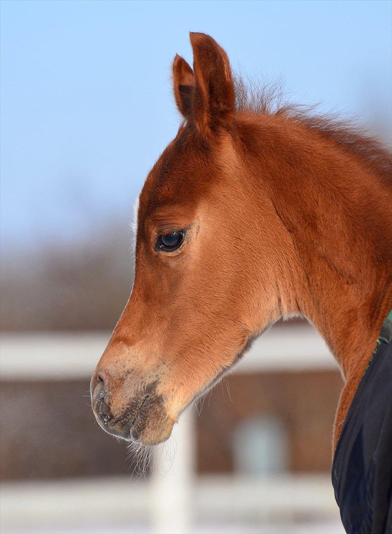 Arabisk fuldblod (OX) Fabio Fame billede 10