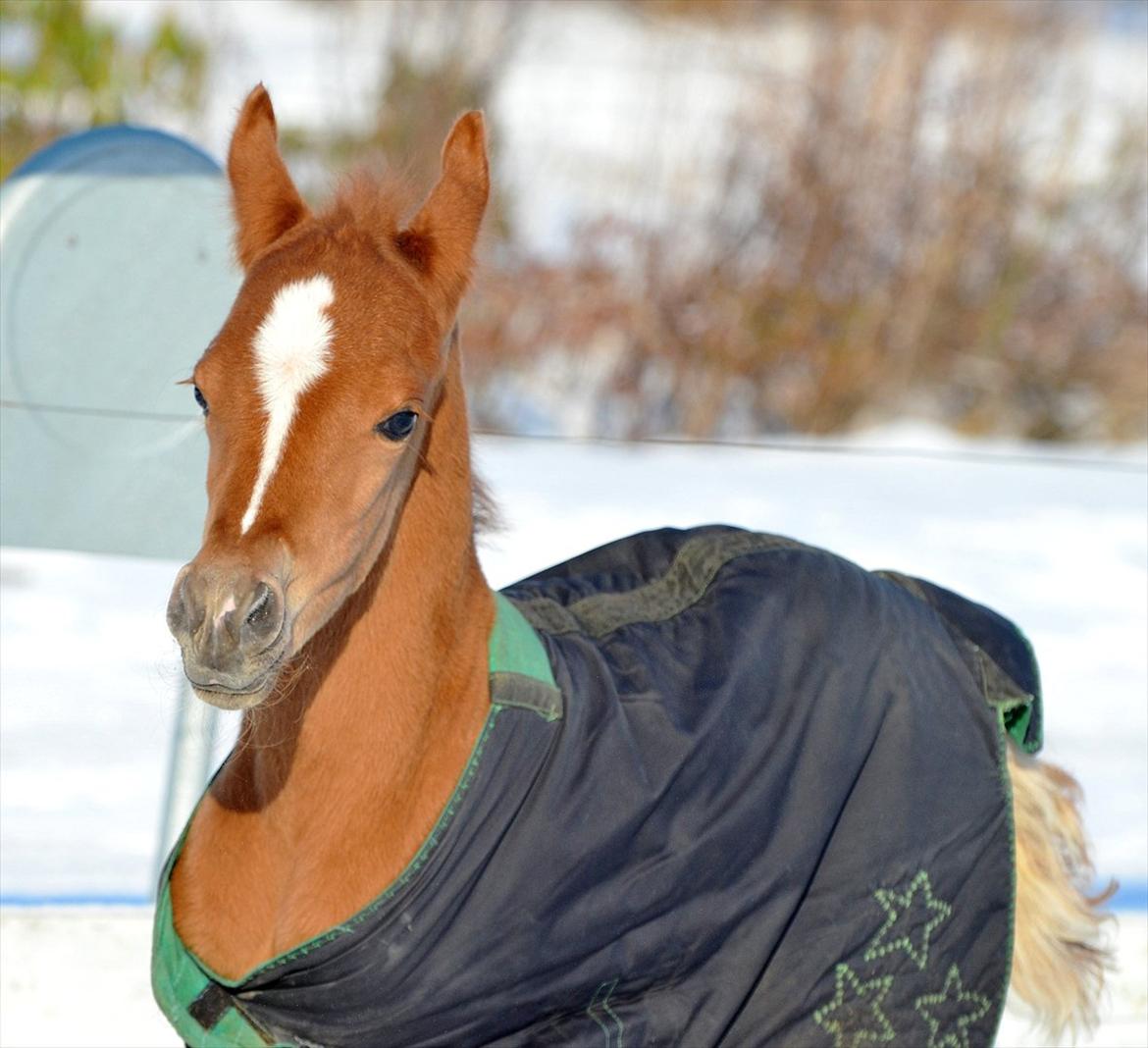 Arabisk fuldblod (OX) Fabio Fame billede 1