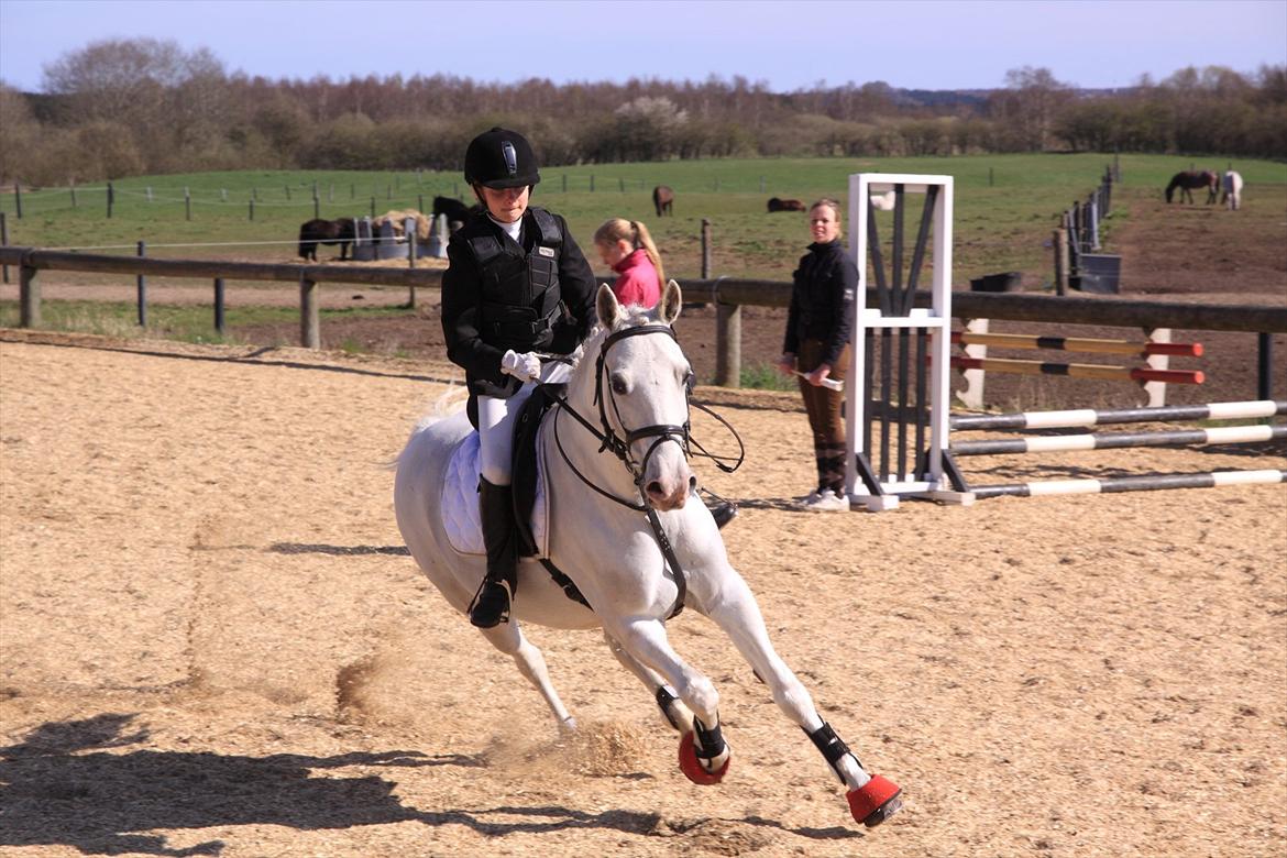 Anden særlig race Flamme Lé Grande ~ - velkommen til flammes profil :D  billede 3