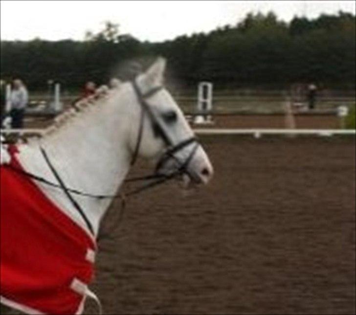 Anden særlig race Flamme Lé Grande ~ billede 4