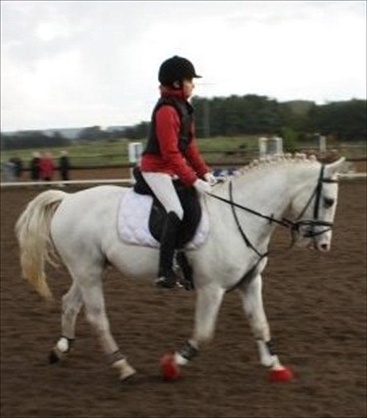 Anden særlig race Flamme Lé Grande ~ - KEGLE mig!!! xD  billede 5