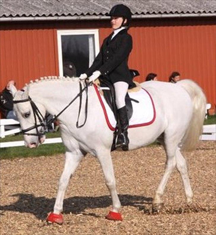 Anden særlig race Flamme Lé Grande ~ billede 6