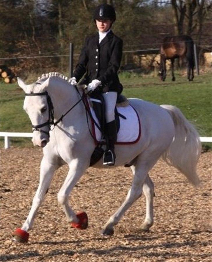 Anden særlig race Flamme Lé Grande ~ - første dressurstævne :D 2 ud af 2 førstepladser på en dag :D dyygtig pony!!!  billede 1