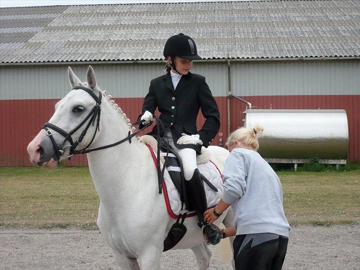 Anden særlig race Flamme Lé Grande ~ billede 8