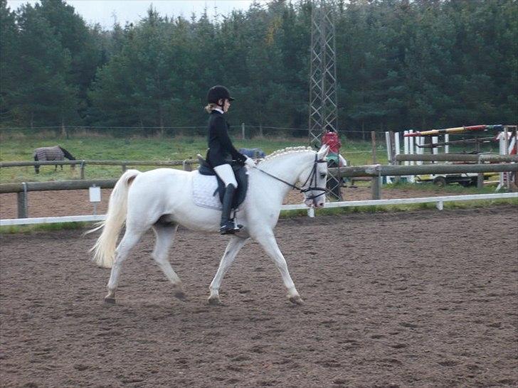 Anden særlig race Flamme Lé Grande ~ - første Lb :D  billede 10