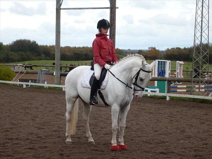 Anden særlig race Flamme Lé Grande ~ - præmieoverrækkelse til Land & fritid i dressur xD blev nr 3 og nr 2 i spring... og manglede en 5plads for at blive nr 1!!! :/ billede 11