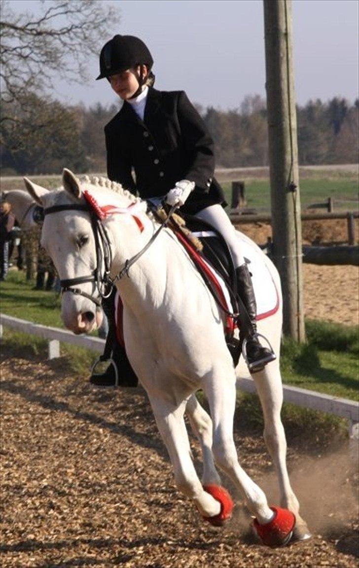 Anden særlig race Flamme Lé Grande ~ billede 12