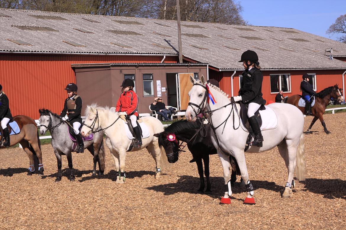 Anden særlig race Flamme Lé Grande ~ - første springstævne :D sløjfeklasse :p  billede 13