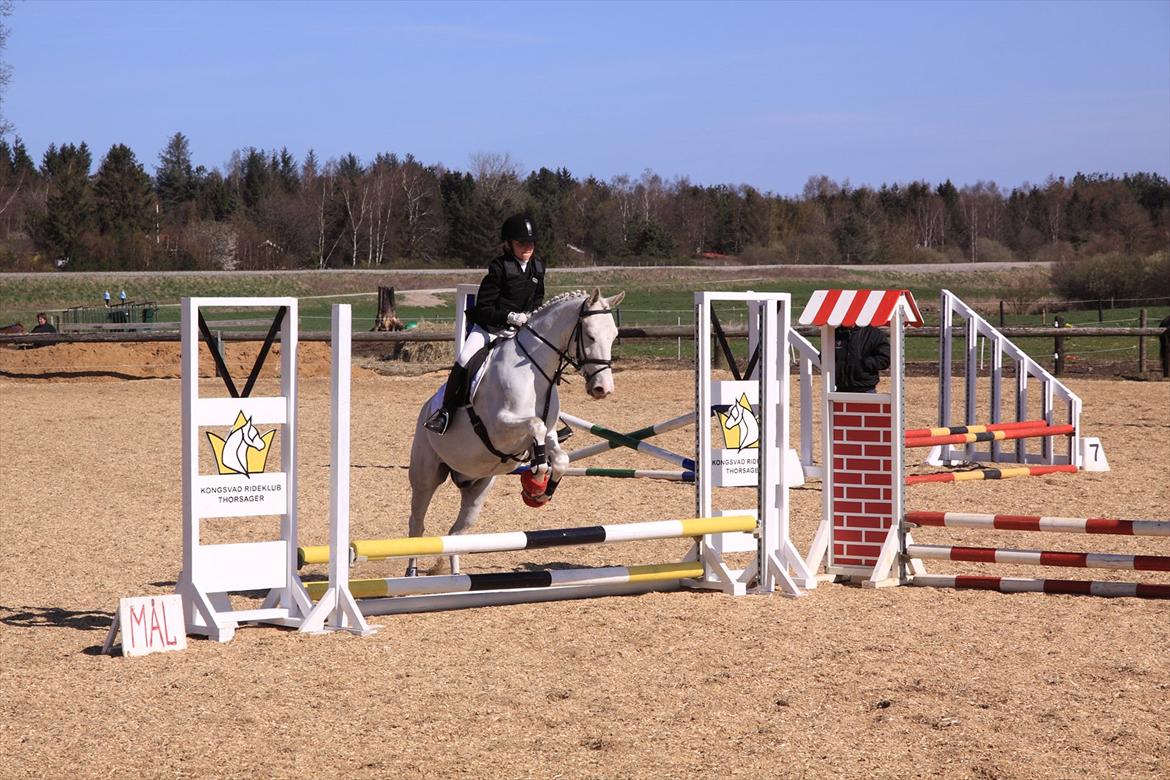 Anden særlig race Flamme Lé Grande ~ billede 15