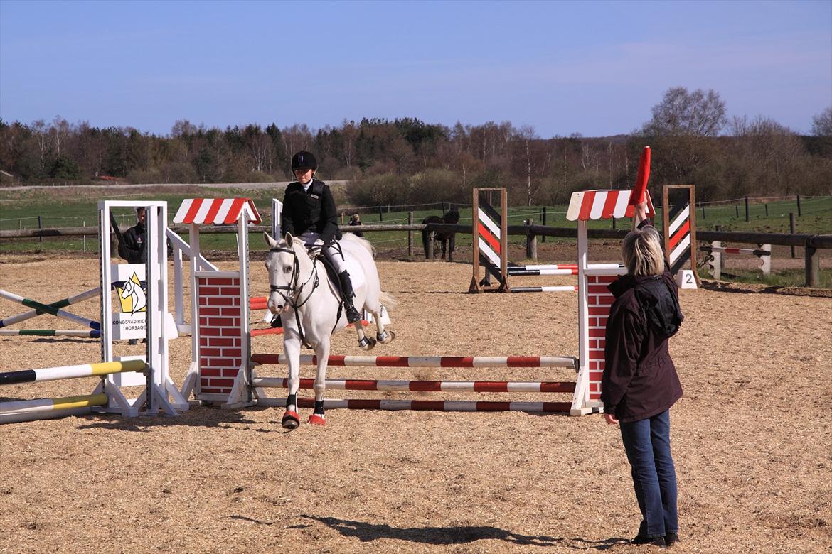 Anden særlig race Flamme Lé Grande ~ billede 17