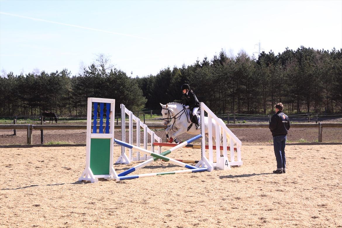 Anden særlig race Flamme Lé Grande ~ billede 18