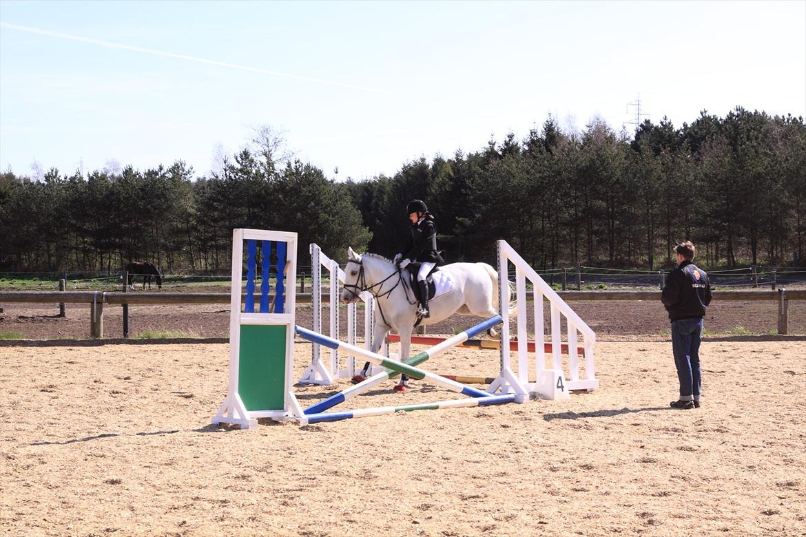 Anden særlig race Flamme Lé Grande ~ billede 19