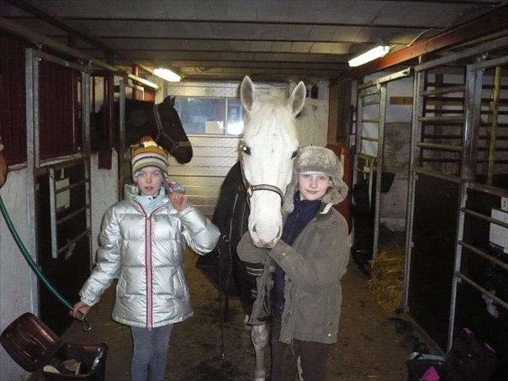 Anden særlig race Flamme Lé Grande ~ - håber i kan li ham! xD  billede 20