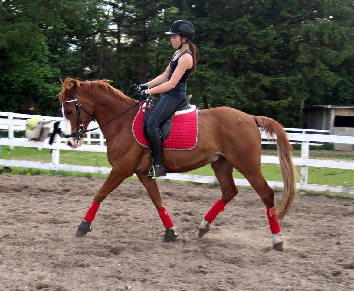 Anden særlig race Webster muss <3 - (10)
Dressur træning billede 10