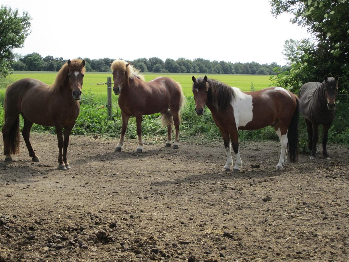 Islænder Friða fra Hellum  billede 13