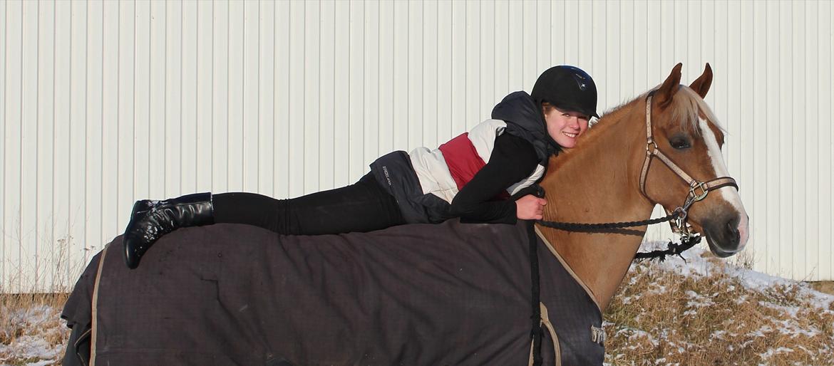 Welsh Cob (sec D) Mondetgårds Lady Duchess, sendt hjem :´( billede 19