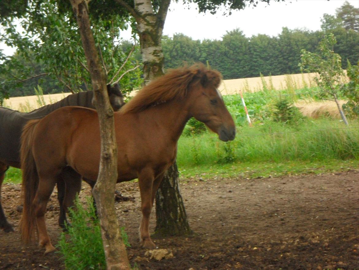 Islænder Friða fra Hellum  billede 14