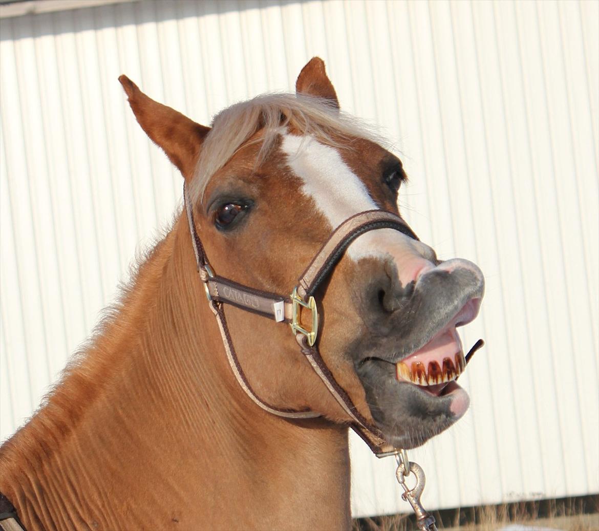 Welsh Cob (sec D) Mondetgårds Lady Duchess, sendt hjem :´( billede 20