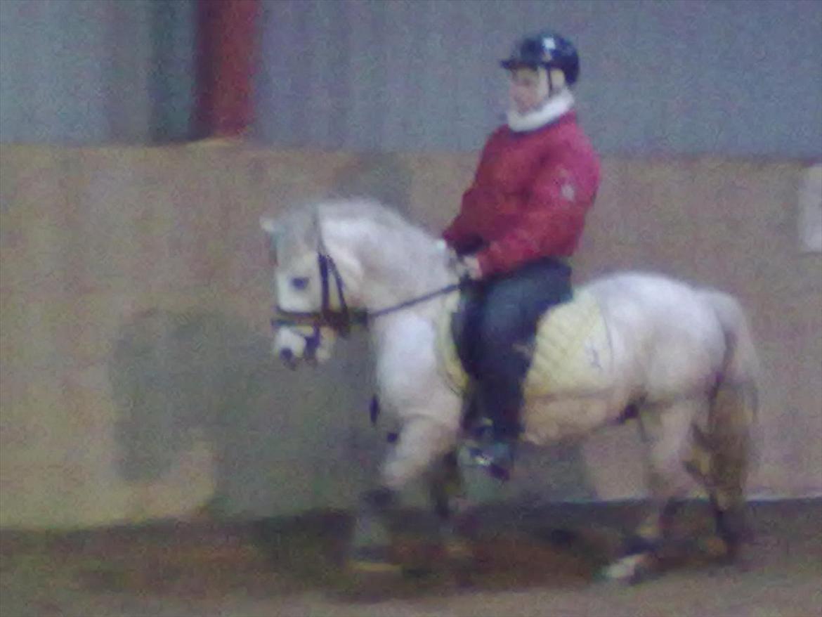 Welsh Pony (sec B) spirit  billede 7