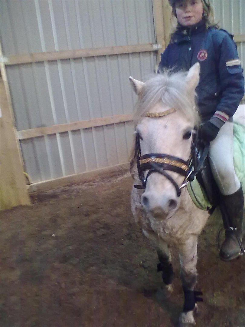 Welsh Pony (sec B) spirit  billede 1