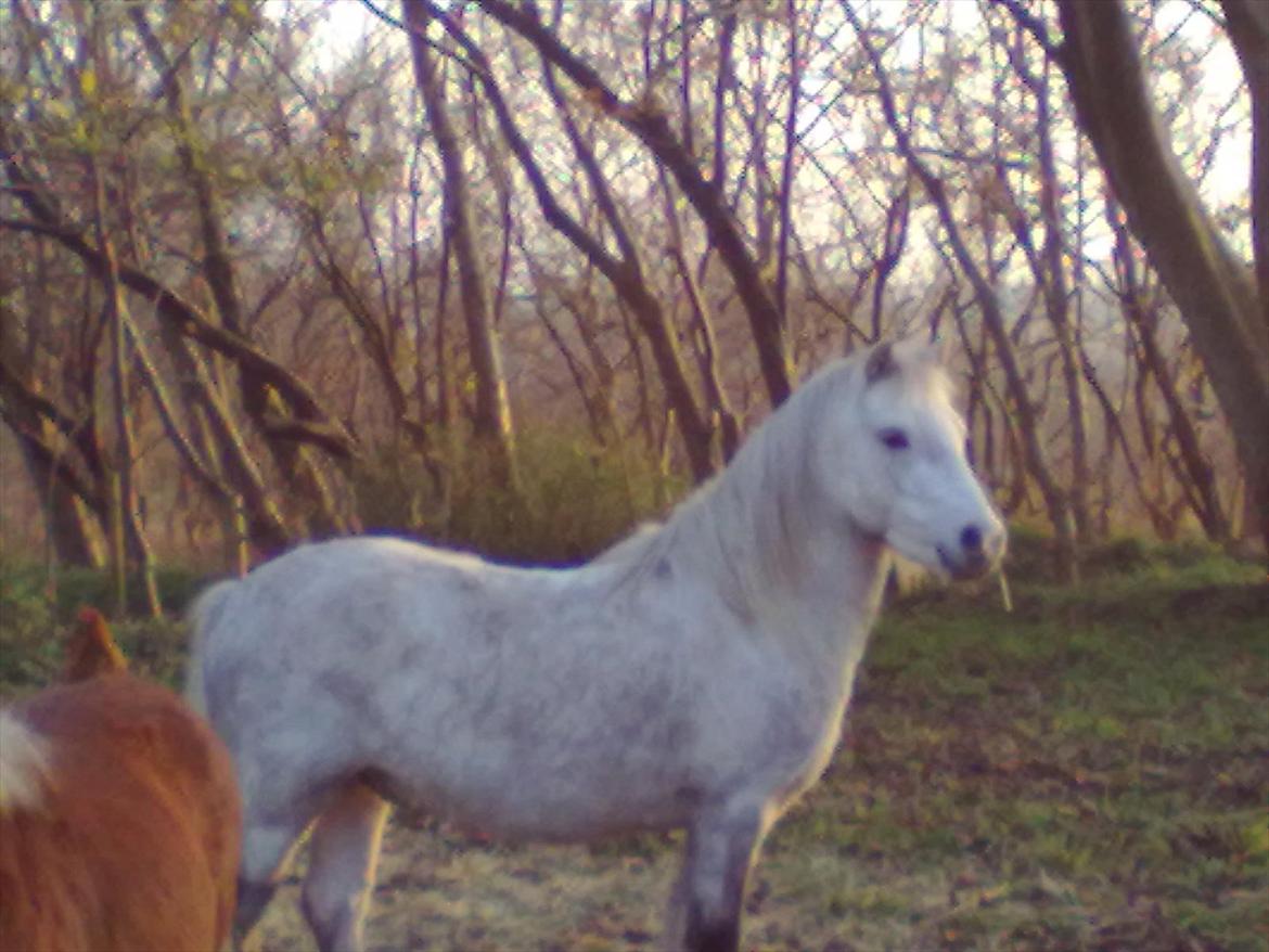Welsh Pony (sec B) spirit  billede 2