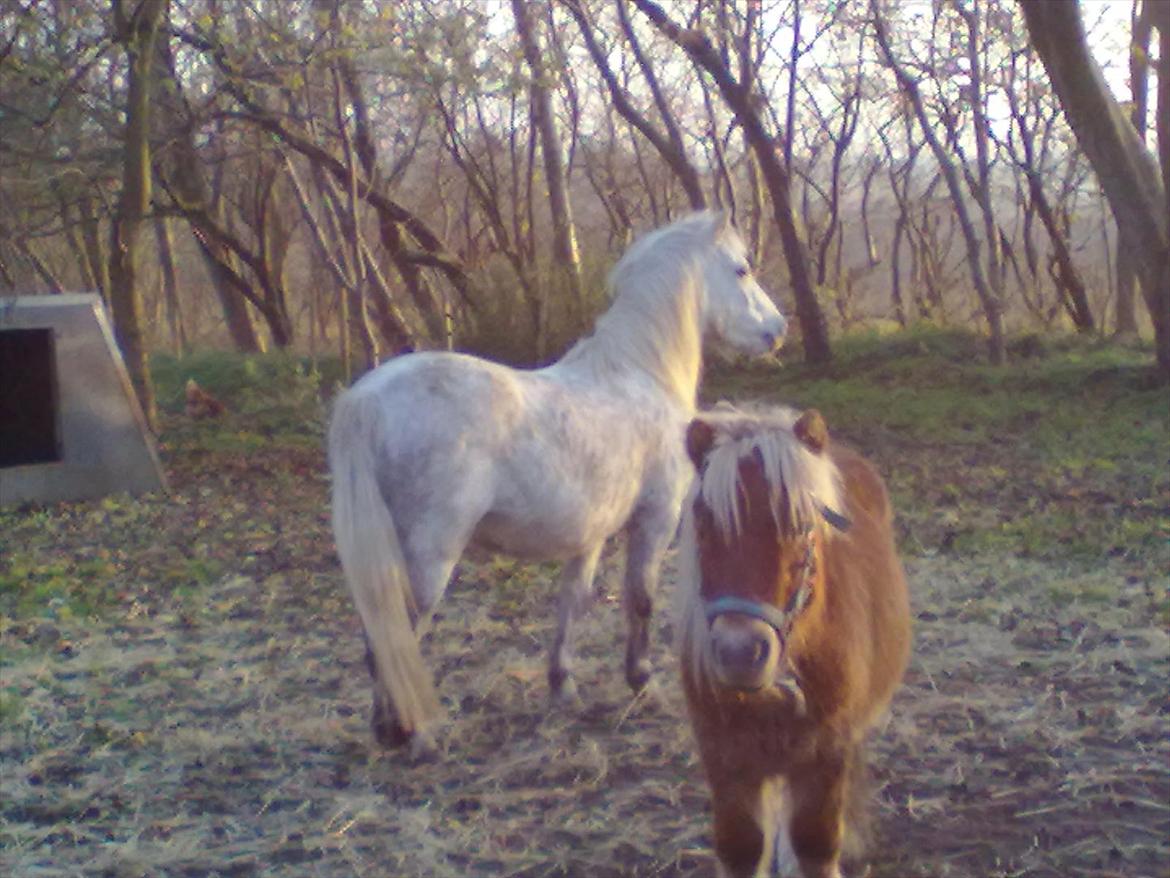 Welsh Pony (sec B) spirit  billede 4