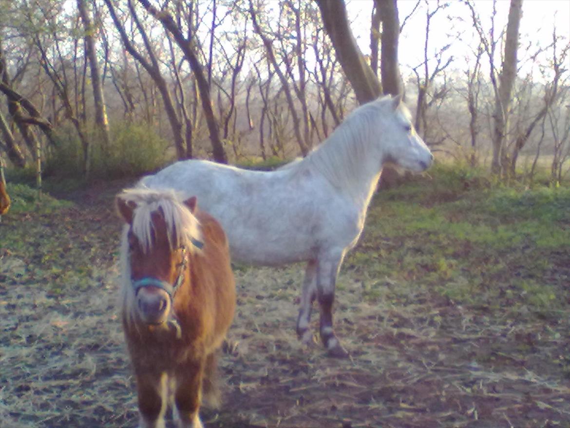 Welsh Pony (sec B) spirit  billede 3