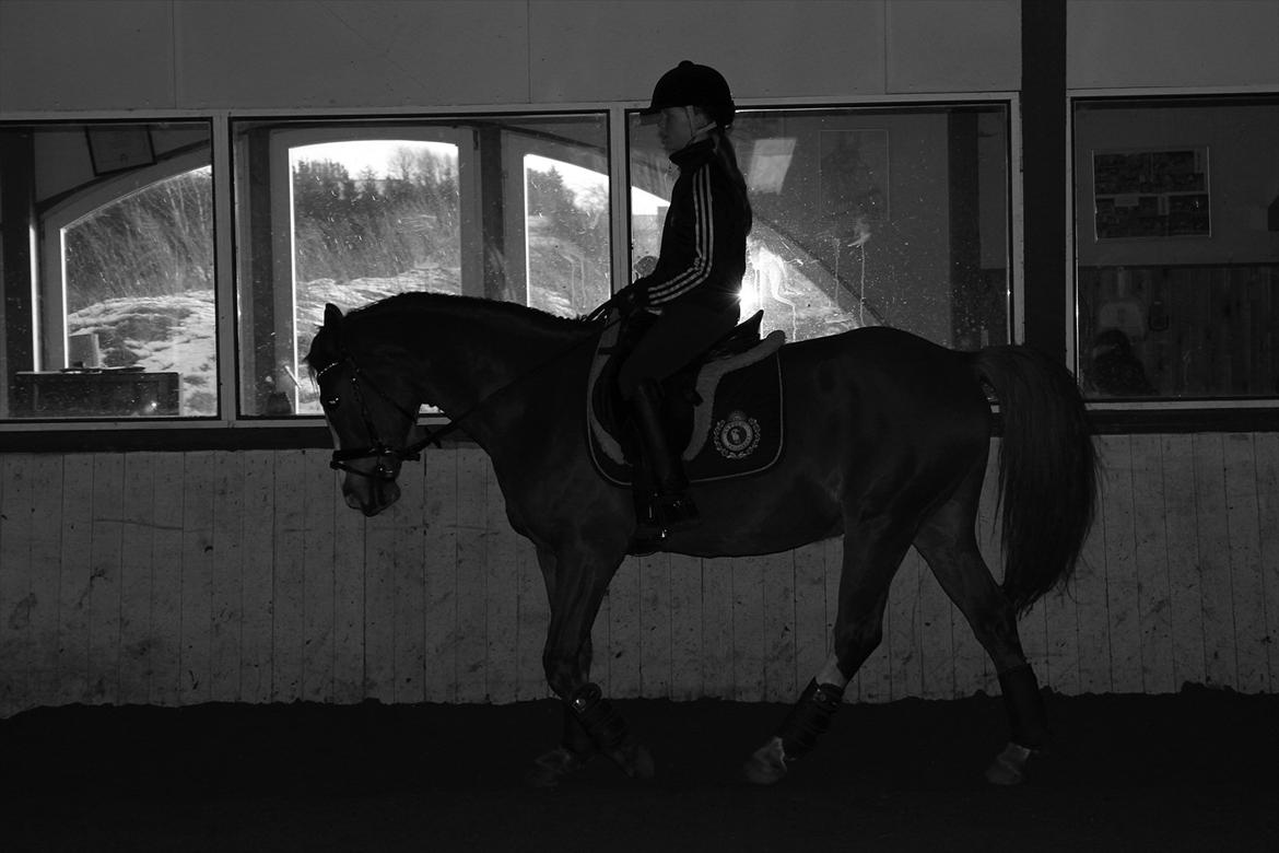 Anden særlig race Dreamer billede 13